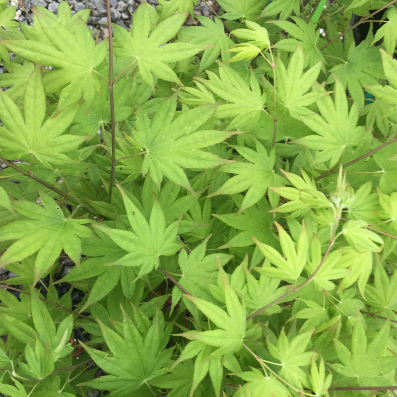 - Acer palmatum 'Aocha nishiki' Japanese Maple - Mr Maple │ Buy Japanese Maple Trees