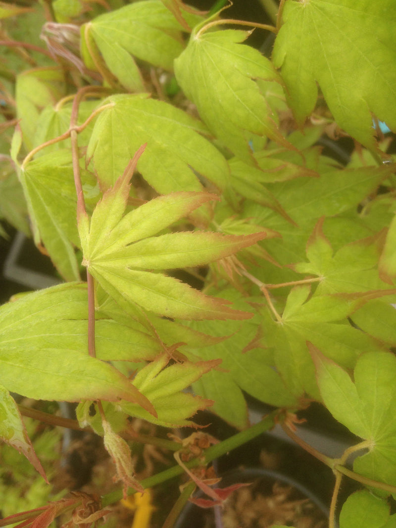 - Acer palmatum 'Aocha nishiki' Japanese Maple - Mr Maple │ Buy Japanese Maple Trees
