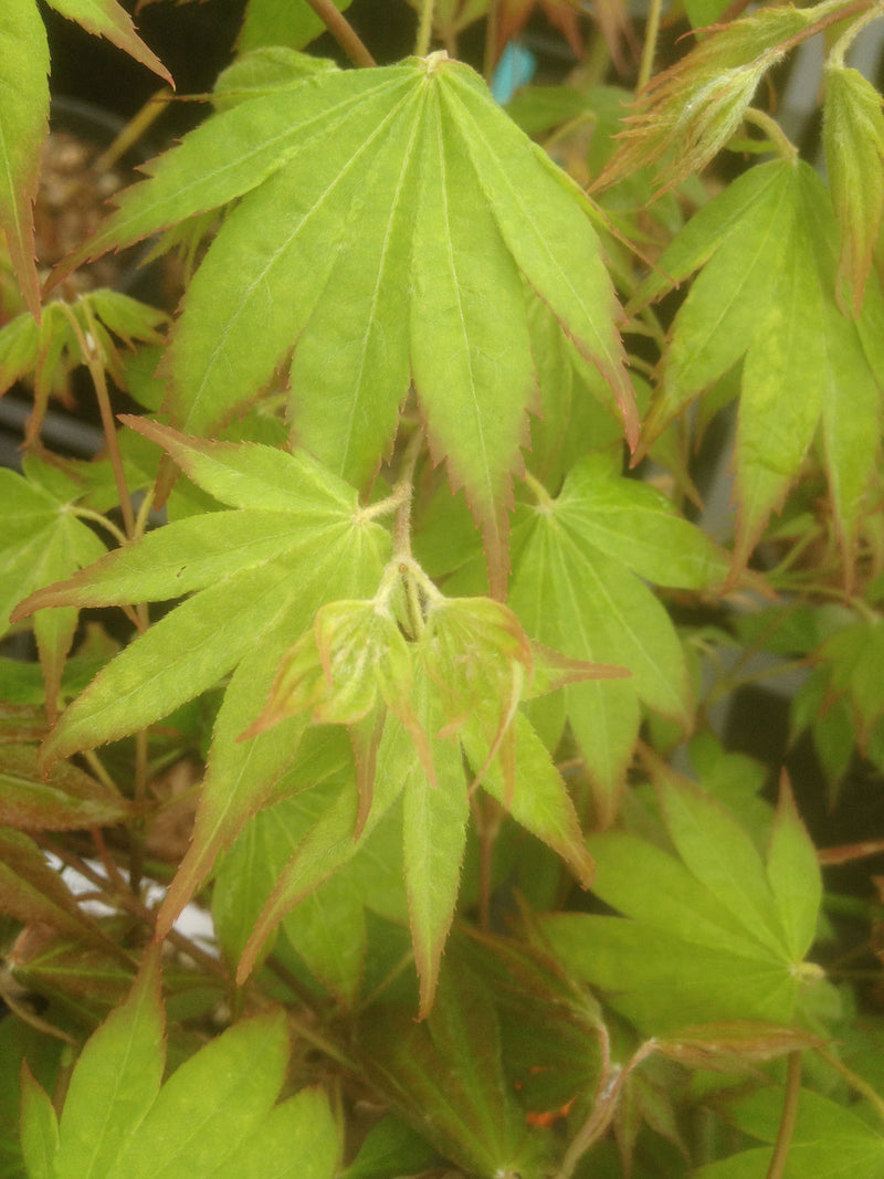 - Acer palmatum 'Aocha nishiki' Japanese Maple - Mr Maple │ Buy Japanese Maple Trees