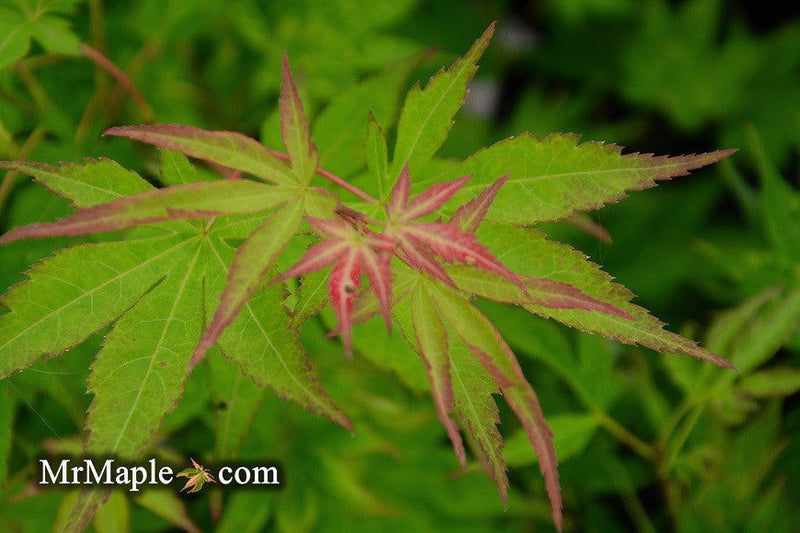 - Acer palmatum 'Aocha nishiki' Japanese Maple - Mr Maple │ Buy Japanese Maple Trees