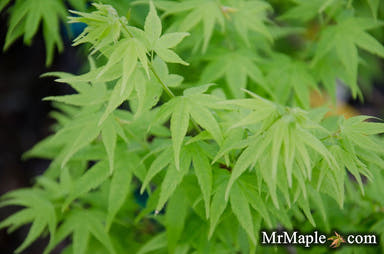- Acer palmatum 'Aoyagi' Green Bark Japanese Maple - Mr Maple │ Buy Japanese Maple Trees
