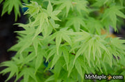 - Acer palmatum 'Aoyagi' Green Bark Japanese Maple - Mr Maple │ Buy Japanese Maple Trees
