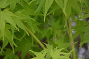 - Acer palmatum 'Aoyagi' Green Bark Japanese Maple - Mr Maple │ Buy Japanese Maple Trees