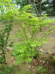 - Acer palmatum 'Aoyagi' Green Bark Japanese Maple - Mr Maple │ Buy Japanese Maple Trees