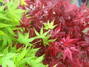 - Acer palmatum 'Aoyagi' Green Bark Japanese Maple - Mr Maple │ Buy Japanese Maple Trees