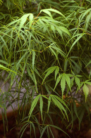 - Acer palmatum 'Aoyagi gawa' Strap Leaf Japanese Maple - Mr Maple │ Buy Japanese Maple Trees