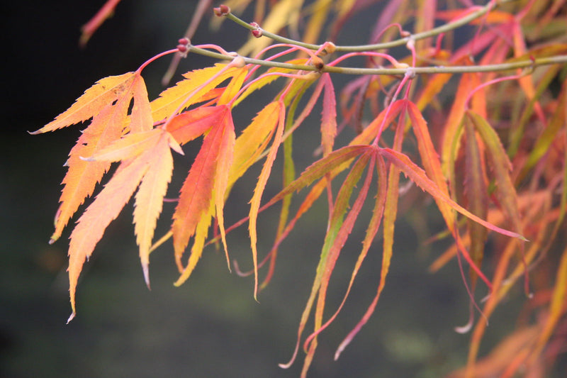 - Acer palmatum 'Aoyagi gawa' Strap Leaf Japanese Maple - Mr Maple │ Buy Japanese Maple Trees