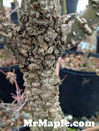 あばらやとアルプス Buy Acer palmatum 'Arakawa' Rough Bark Japanese Maple — Mr Maple