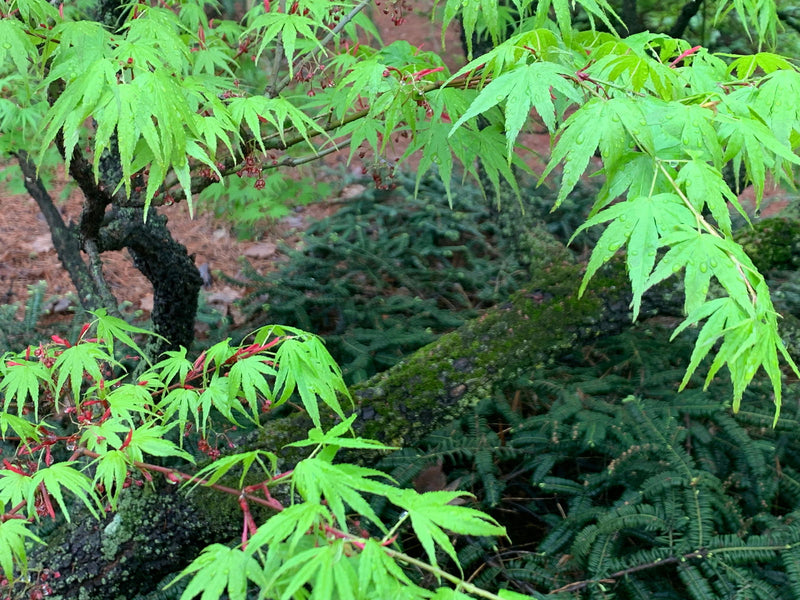- Acer palmatum 'Arakawa' Rough Bark Japanese Maple - Mr Maple │ Buy Japanese Maple Trees