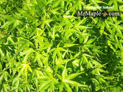 - Acer palmatum 'Arakawa' Rough Bark Japanese Maple - Mr Maple │ Buy Japanese Maple Trees