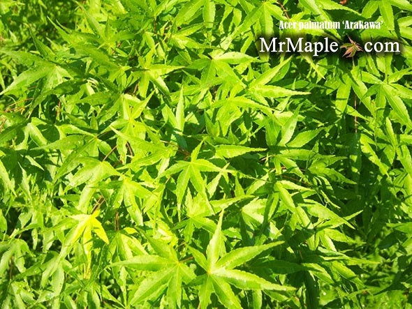 - Acer palmatum 'Arakawa' Rough Bark Japanese Maple - Mr Maple │ Buy Japanese Maple Trees