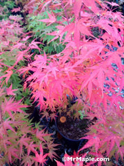 - Acer palmatum 'Arakawa' Rough Bark Japanese Maple - Mr Maple │ Buy Japanese Maple Trees