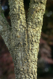 - Acer palmatum 'Arakawa' Rough Bark Japanese Maple - Mr Maple │ Buy Japanese Maple Trees