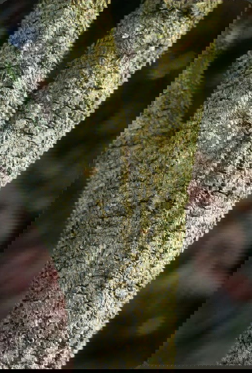 - Acer palmatum 'Arakawa' Rough Bark Japanese Maple - Mr Maple │ Buy Japanese Maple Trees