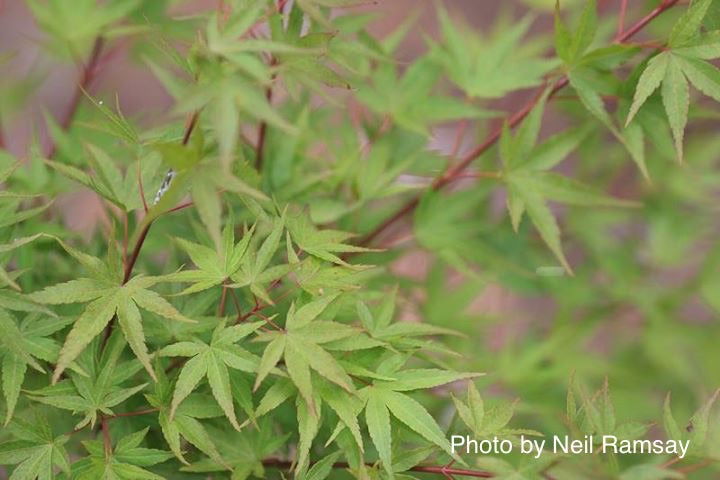 - Acer palmatum 'Arakawa' Rough Bark Japanese Maple - Mr Maple │ Buy Japanese Maple Trees