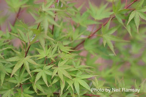- Acer palmatum 'Arakawa' Rough Bark Japanese Maple - Mr Maple │ Buy Japanese Maple Trees