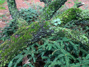 - Acer palmatum 'Arakawa' Rough Bark Japanese Maple - Mr Maple │ Buy Japanese Maple Trees