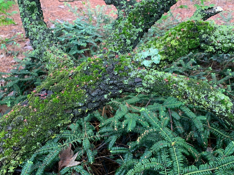 - Acer palmatum 'Arakawa' Rough Bark Japanese Maple - Mr Maple │ Buy Japanese Maple Trees