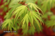 - Acer palmatum 'Arakawa' Rough Bark Japanese Maple - Mr Maple │ Buy Japanese Maple Trees