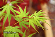 - Acer palmatum 'Arakawa' Rough Bark Japanese Maple - Mr Maple │ Buy Japanese Maple Trees