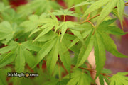 - Acer palmatum 'Arakawa' Rough Bark Japanese Maple - Mr Maple │ Buy Japanese Maple Trees