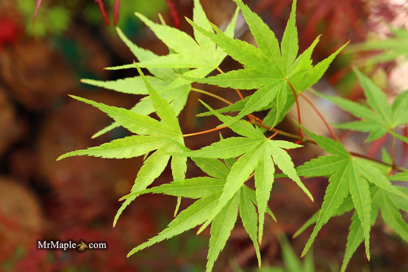 - Acer palmatum 'Arakawa' Rough Bark Japanese Maple - Mr Maple │ Buy Japanese Maple Trees