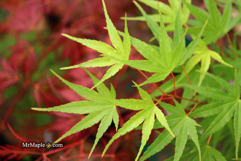 - Acer palmatum 'Arakawa' Rough Bark Japanese Maple - Mr Maple │ Buy Japanese Maple Trees