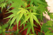 - Acer palmatum 'Arakawa' Rough Bark Japanese Maple - Mr Maple │ Buy Japanese Maple Trees