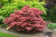 - Acer palmatum 'Aratama' Dwarf Japanese Maple - Mr Maple │ Buy Japanese Maple Trees