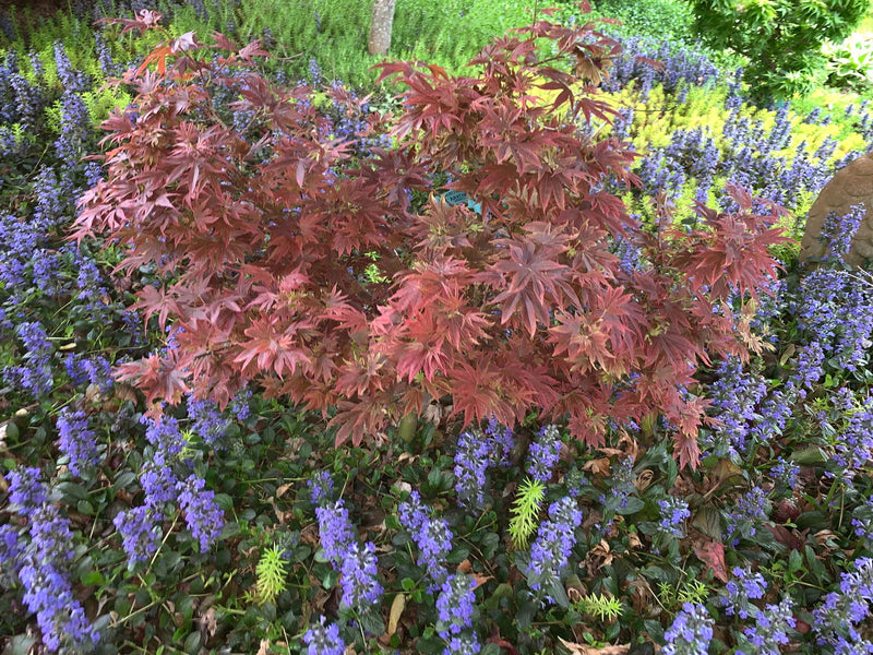 - Acer palmatum 'Aratama' Dwarf Japanese Maple - Mr Maple │ Buy Japanese Maple Trees