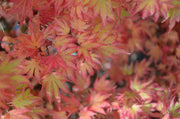 - Acer palmatum 'Aratama' Dwarf Japanese Maple - Mr Maple │ Buy Japanese Maple Trees