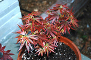 - Acer palmatum 'Aratama' Dwarf Japanese Maple - Mr Maple │ Buy Japanese Maple Trees