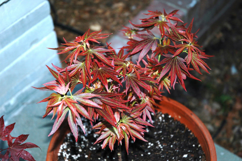 - Acer palmatum 'Aratama' Dwarf Japanese Maple - Mr Maple │ Buy Japanese Maple Trees