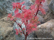 - Acer palmatum 'Aratama' Dwarf Japanese Maple - Mr Maple │ Buy Japanese Maple Trees