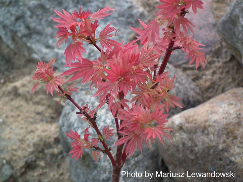 - Acer palmatum 'Aratama' Dwarf Japanese Maple - Mr Maple │ Buy Japanese Maple Trees