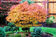 - Acer palmatum 'Aratama' Dwarf Japanese Maple - Mr Maple │ Buy Japanese Maple Trees