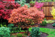 - Acer palmatum 'Aratama' Dwarf Japanese Maple - Mr Maple │ Buy Japanese Maple Trees