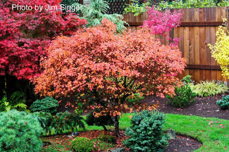 - Acer palmatum 'Aratama' Dwarf Japanese Maple - Mr Maple │ Buy Japanese Maple Trees