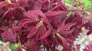 - Acer palmatum 'Aratama' Dwarf Japanese Maple - Mr Maple │ Buy Japanese Maple Trees