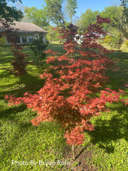 - Acer palmatum 'Aratama' Dwarf Japanese Maple - Mr Maple │ Buy Japanese Maple Trees
