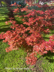- Acer palmatum 'Aratama' Dwarf Japanese Maple - Mr Maple │ Buy Japanese Maple Trees