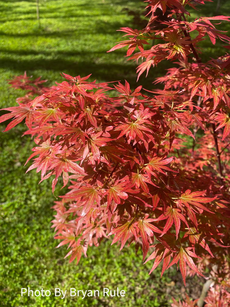 - Acer palmatum 'Aratama' Dwarf Japanese Maple - Mr Maple │ Buy Japanese Maple Trees