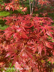 - Acer palmatum 'Aratama' Dwarf Japanese Maple - Mr Maple │ Buy Japanese Maple Trees