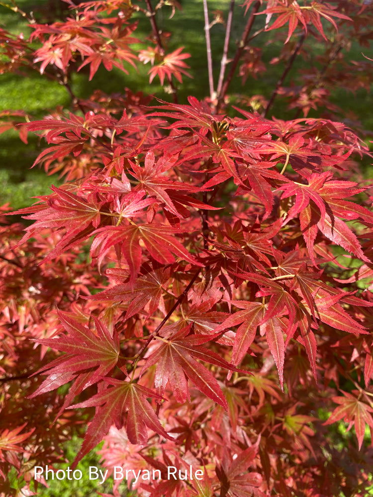- Acer palmatum 'Aratama' Dwarf Japanese Maple - Mr Maple │ Buy Japanese Maple Trees