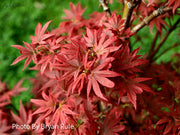 - Acer palmatum 'Aratama' Dwarf Japanese Maple - Mr Maple │ Buy Japanese Maple Trees