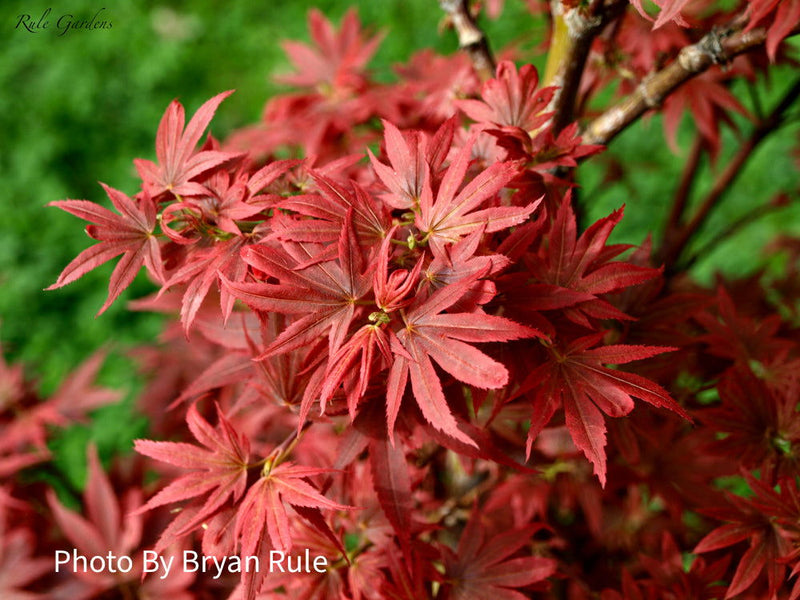 - Acer palmatum 'Aratama' Dwarf Japanese Maple - Mr Maple │ Buy Japanese Maple Trees