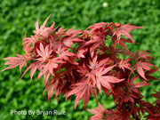 - Acer palmatum 'Aratama' Dwarf Japanese Maple - Mr Maple │ Buy Japanese Maple Trees