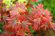 - Acer palmatum 'Aratama' Dwarf Japanese Maple - Mr Maple │ Buy Japanese Maple Trees