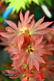 - Acer palmatum 'Aratama' Dwarf Japanese Maple - Mr Maple │ Buy Japanese Maple Trees