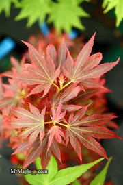 - Acer palmatum 'Aratama' Dwarf Japanese Maple - Mr Maple │ Buy Japanese Maple Trees